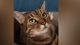 VIDEO Scandal în Cluj-Napoca. Falsă specialistă în stomatologia veterinară acuzată de mutilarea animalelor